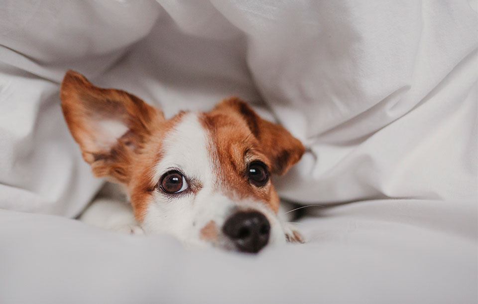 Pet Friendly Rooms