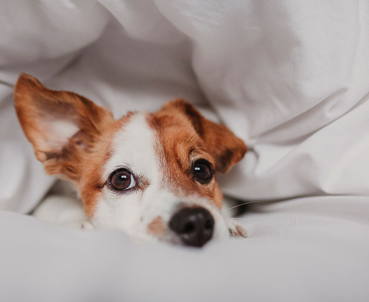 Pet Friendly Rooms